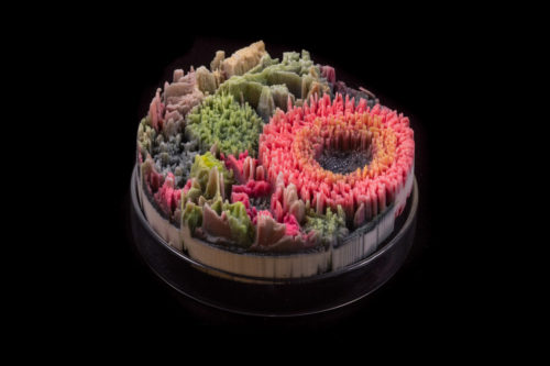 Suzanne Anker, "Remote Sensing 42". 2013. Plaster, Pigment & Resin Courtesy of Suzanne Anker